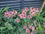 20220801_061923.jpg