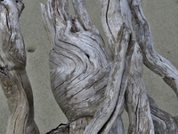 IMG_6005 v.webp