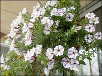c004.webp