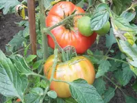DSCI0626 (1).webp