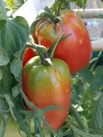 IMG_20220802_092405.webp