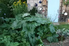 August  0422.webp