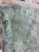 20220801_210248.webp