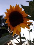 IMG_20220802_210630.jpg