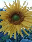 IMG_20220802_210602.jpg