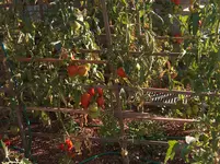 HPIM4335[1].webp