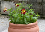 2016Mimulus.jpg