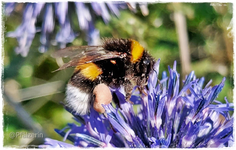 Erdhummel an Kugeldistel Nahaufnahme.webp