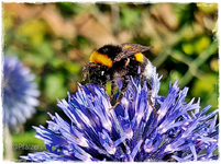 Erdhummel an Kugeldistel.webp