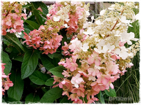 Rispenhortensie 1.webp