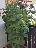 IMG_20220804_071357.webp