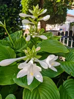 IMG_20220804_081534.webp