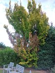 IMG_20210730_183230.jpg