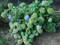 H Endless Summer 20220803.webp