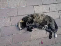 cats in the heat (6).webp