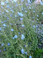 wegwarte (4).webp