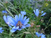 wegwarte (7).webp