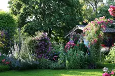 Juni3115a.webp