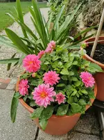 IMG_20220808_073641.webp