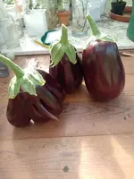 IMG_20220808_100748.webp