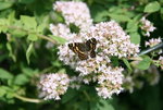 Schmetterling  2218.JPG