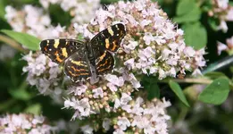 Schmetterling  2418.webp