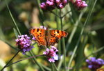 Schmetterling 3217C.Falter0317.JPG