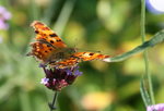 Schmetterling3217.jpg