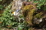 Schmetterling3519.jpg