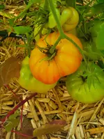 20220806_094756.webp