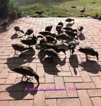IMG_3447.JPG
