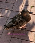 IMG_3462.JPG