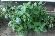 H Endless Summer 20220808.webp