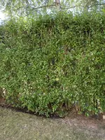 IMG_4943.webp