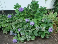 Hortensie blau 20220805.webp