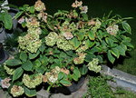 Bauernhortensie T18 20220808.JPG