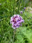 P1040513Verbena bonariensis.JPG