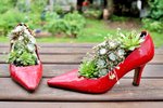 Pumps mit Sedum bepflanzt.jpg