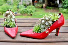 Pumps mit Sedum bepflanzt.webp