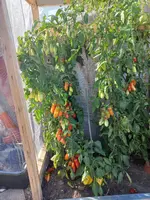 20220810_174337.webp