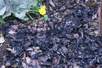 Bokashi TerraPreta0211.jpg