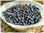 Aronia 2.jpg