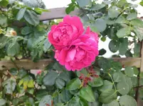 IMG_20220715_101612.jpg