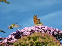 DSCF3101 (2).webp