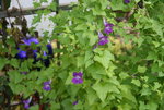 August     0322.JPG