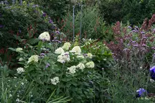 August     0622.webp