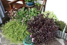Terasse       6822.webp