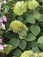 Waldhortensie.webp
