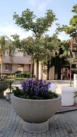 IMG_20170717_174923575.webp