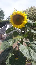 sonne 142 cm.webp